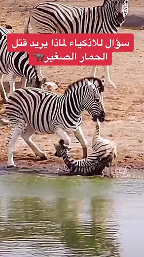افتراس الحمار: هجوم وحشي على الحيوانات البريئة