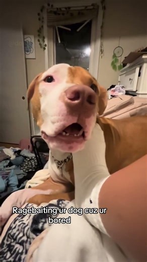 Try Not To Laugh – Silly Dogs Being Ridiculous 😂 Funniest Goofy Dog Compilation