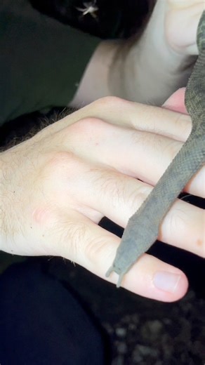 From the murky depths 🐍 Easily one of the strangest snakes on earth, the tentacle snakes are some of the most bizarre reptiles you can encounter. They spend their lives in murky water, motionless, waiting in ambush for their prey. They use their sensitive tentacle mustache to pick up tiny vibrations of fish moving nearby. They can then anticipate where the fish will flee if they strike, and can catch the fish by surprise even if the fish is aware of their presence. Lined with rough, somewhat sh