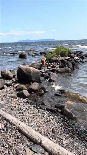 Flashback Friday to Annie the Dog Amputee!
