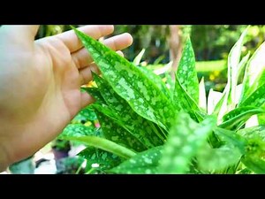 Lungwort! Pulmonaria Growing and Heat Tips