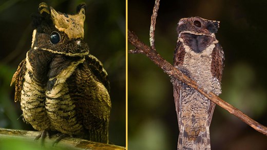 Great eared nightjar: The 'baby dragon' bird that lays its eggs on the floor