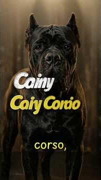 H ow do you actually pronounce Cane Corso? #canecorso #canecorsolife #canecorsopuppy #dog #puppy