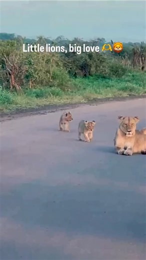 The Bespoke African Safari Co. | African Odyssey (Volcanoes, Masai Mara, Victoria Falls, Okavango Delta) Itinerary. This African Odyssey itinerary combines two distinct... | Instagram