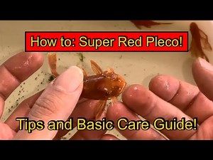 How to: Super Red Pleco! L144 Super Red Long and short Fin! Basic care and Maintenance Tips!