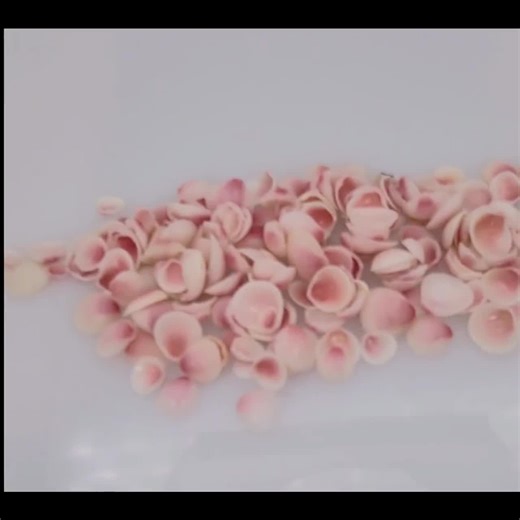 Apple Blossom Sea Shells | Tiny Rose Cup Seashells | 1/8" - 1/4" | Small Pink Shells | Wedding Confetti Shells | Wholesale Seashells - Etsy