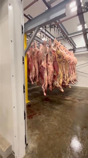 14K views · 214 reactions | Beef 數 locals buying from locals. We love to see this. DEER 歷 all these harvests providing food for there families Boy we got our work “CUT” out for us, before shot gun season! WE ARE EXCITED AND READY! | Korte Meat Processing | Facebook