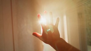 Growing Spider Plants Indoors