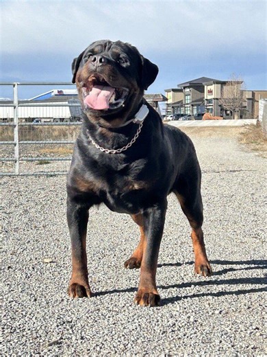 #1 Rated AKC German Rottweiler Puppies | Dogs | KSL Classifieds