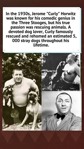 Curly Howard: The Stooge Who Saved 5,000 Dogs 🐶