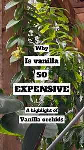 104K views · 8K reactions | Ever wonder why Vanilla beans are so expensive? Let’s take a look at this unique genus of orchid to answer that question. - #vanilla #care #easy #orchid #orchids #orchidlovers #orchidaceae #flower #bloom #flowerstagram #plantsofinstagram #plants #plantsmakepeoplehappy #plantsmakemehappy #orchidcollector #orchidflower #orchidsofinstagram #orchidlover #plant #nature #nofilter #rustyexotics #rustyexoticsorchids | RustyExotics Nursery | Facebook