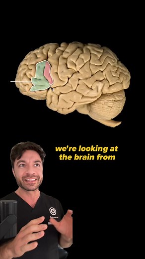 54K views · 719 reactions | Can you identify this structure?  #Med #medicine #MedStudent #MedSchool #WhiteCoat #PA #PhysicianAssistant #PhysicianAssociate #PT #PTStudent #Physiotherapist #PhysicalTherapy #Dental #DentalStudent #DentalSchool #MS1 #PAS1 #D1 #DO #MD #ND #osteopathicmedicine | Anatomy Bootcamp | Facebook