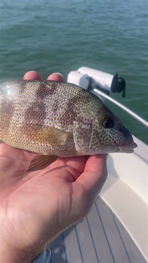 Mangrove Snapper , Texas 🎣