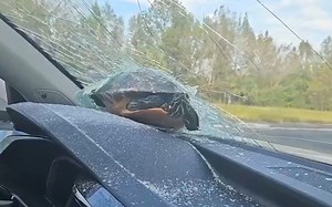 Florida Driver Goes Viral After Turtle Crashes Through Their Windshield | Whiskey Riff