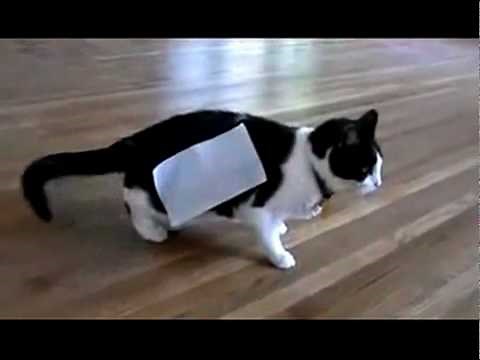 Cat + tape = Experiment