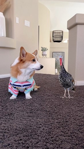 Hamilton & Olivia on Instagram: "Happy Thanksgiving from our family to yours! We’re so thankful for this community, the joy you bring us, and the warmth we feel from you every single day. If it were possible to have a seat at the table for each of you today, we know it’d be filled with love, laughs, and maybe some eye rolls 😂❤️ #thanksgiving #turkey #thankful #dogsofinstagram #doglover #corgi #petsofinstagram #corgisofinstagram"