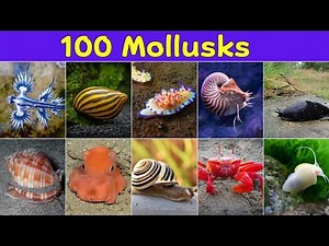 Mollusks | Learn 100 Amazing Mollusks All Around The World You Won't Believe Exist | Mollusks Name