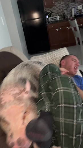 Funny Pig Farts Compilation | Hilarious Pet Video