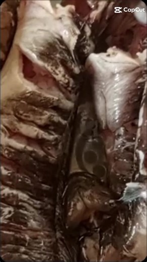 Poisson chat au four 😋