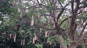 Sausage Tree Kigelia pinnata fruits. Kigelia africana