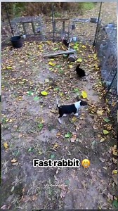 78K views · 421 reactions | Puppy training hunting rabbit ‼️#irfanseggagadventure #porbiindonesia #beaglehunting #lifestyle #irfanfaturohman #hunting #doghunting #fblifestyle #beagle | Irfan Faturohman | Facebook