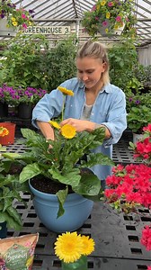 8.4K views · 161 reactions | POV: You grabbed the Roberta's Unique Gardens Gerber Daisies Collection and now you know exactly how to care for them!華 Springtime is almost here! Get that garden growing, herer! > https://qvc.co/robertasdaisies | QVC | Facebook