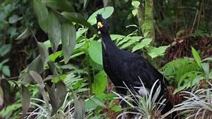 Great Currasow Costa Rica Rainforest Close Stock Footage Video (100% Royalty-free) 1049286865 | Shutterstock