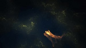 Fire Bird Intro Animation. Logo eagle Intro Flame. Fire Phoenix Flame Logo Animation