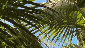 Palm, Tree, Leaves. Free Stock Video