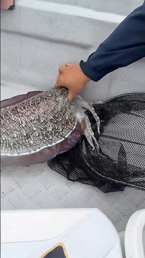 Why Squids Release Ink When They Sense Danger