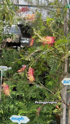 Grevillea Big foot #สนเกรวิลเลีย #ร้านต้นไม้ #แต่งสวน #จัดสวน #ต้นไม้
