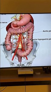 Explaining the Digestive System on Screen #Tayebat #Health #DrDiaaElAwady