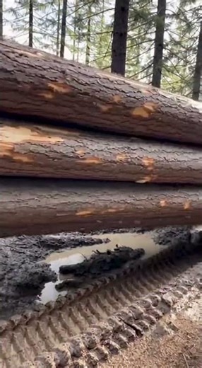 Logging Tractors Struggle on Muddy, Bumpy Roads