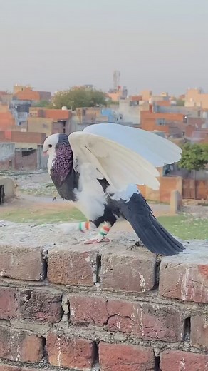 Indian pigeon | Pigeon lovers