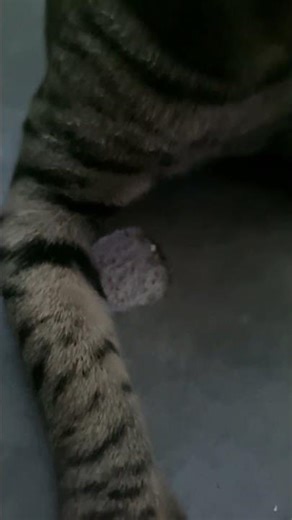 Cute Kitten Playing | Funny Cat Moments 🐾 | Adorable Kitten Video 2025😲🐬#cutecat #catlovers #india