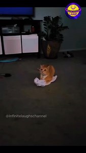 Viral Funny Cat Video 😂 | Infinite Laughs