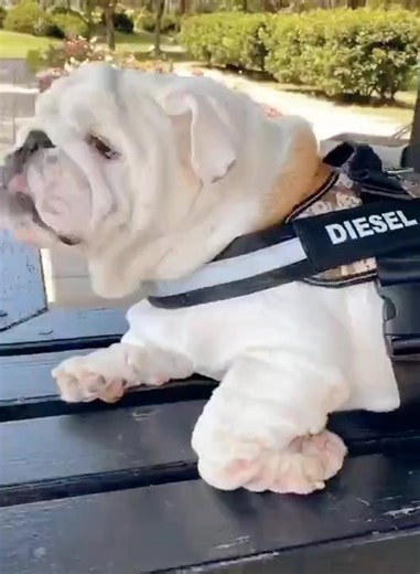 97K views · 4.2K reactions | I only have 2 modes: chill mode & feast mode ‍♂️ #dog #bulldog #englishbulldog #bulldogs #bulldoglove #bulldoglife #englishbulldogs #bulldogpuppy #bulldogingles #bulldogsofig #britishbulldog #fbreels25 #fbreels #fbreelsvideo #viralreels #fbshorts #fbviral #dog #fb #animal #bulldoglife #viralreels #funnyreels #funnyvideos #funnyreels #funny #funnyshorts #fun #funnyclips | English Bulldog Lover | Facebook