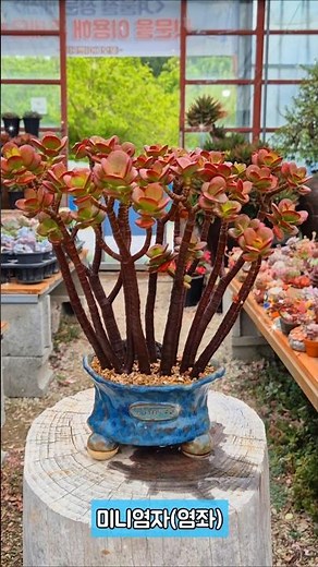 숲을 이룬 묵은둥이 미니염자(염좌) #꽃보다이쁜다육 #succulent #다육식물 #다육이 #예쁜다육 #이쁜다육 #염자 #염좌 #미니염좌