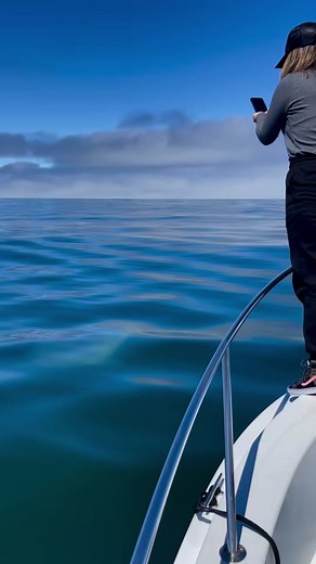 10K views · 301 reactions | found an ocean sunfish! | Ocean.Tour | Facebook