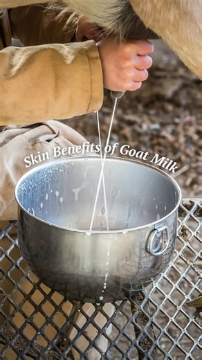 49 reactions · 3 comments | What are the benefits of goat milk for...