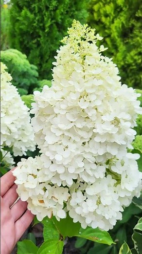 Hydrangea from Cutting to Standard Tree Form