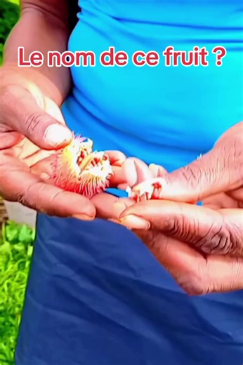 Découvrez la Guadeloupe autrement avec moi. https://www.geedme.com/reservation/visite-guidee-authentique-de-marie-galante-a-la-journee/ #guadeloupe #tourismeguadeloupe #explore #PourToi #FYP