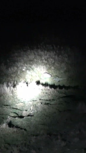 Lamping with Moss #huntinguk #rabbit #lamping #lampingrabbits #lurcher #lurchers #workingdog