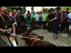 Without Hassle, Here's an Easy Way to Knock Down a Sacrificial Cow - Knock Down a Cow Without Hur...