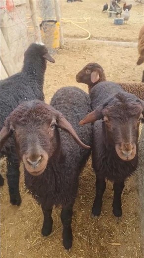 The Most Adorable Farm Moments Ever 🐑🌾