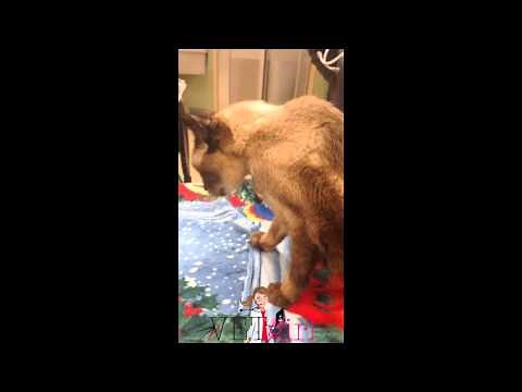 VETgirl Video: Ventroflexion of the neck in a cat with chronic renal disease