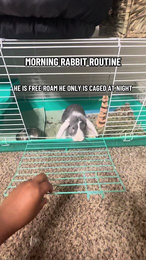 Simple Morning Bunny Routine with Easter