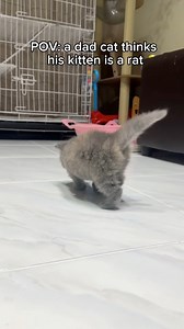 Casper has been tough to his babies 🥴😭🤣 | Chloe and Casper