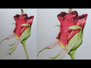 Rose Drawing in Color Pencils | Flower Drawing | Camlin Triangular Color Pencils