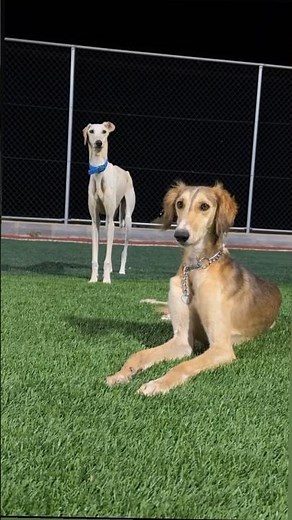 Meet the fastest & most elegant dog breed! 💨🐕 #saluki #fastestdog